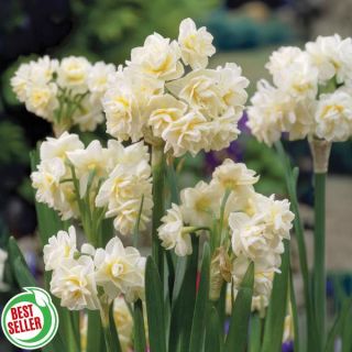 Erlicheer Daffodil Thumbnail